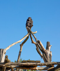 Portrait of a lonely chimpanzee, a monkey resting at the Warsaw Zoo