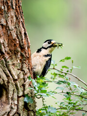 Buntspecht (Dendrocopos major)