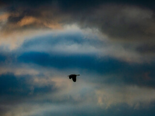 Reiher im Flug in der Abendsonne