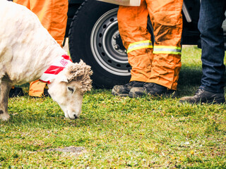 A freshly shorn sheep promoting the country fire authority at a country show.