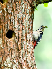 Buntspecht (Dendrocopos major)