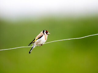 Stieglitz (Carduelis carduelis)
