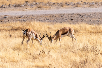 Telephoto shot of two Thompson's gazelles - Eudorcas thomsonii- engaging in a head-to-head fight.