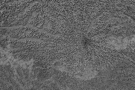 Sand crab beach pattern