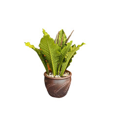 Green Aspidistra Elatior Houseplant: A close-up of Aspidistra Elatior, also known as the 