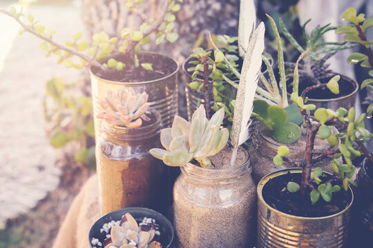 Succulents in rustic tins, Eco and reuse concept