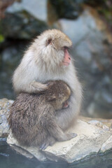 Naklejka premium Mother macaque taking care of her baby