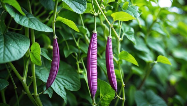 Hyacinth Bean - A Highly Tasty and Productive Type of Beans, Growing on a Vine in a Summer Garden