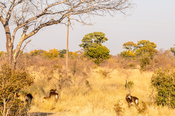 Close-up of a sable antilope -Hippotragus niger- in Bwabwata national park, on the border between...