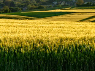 Gerstenfeld in der Abendsonne