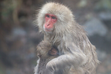Feeding at breast an baby Japanese macaque