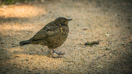 Curious thrush
