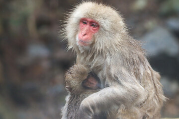 Closeup of an mother and baby Japanese macaque