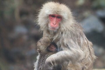 Fototapeta premium Portrait of an snow monkey mother and baby
