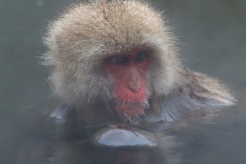 Obraz premium Closeup of an macaque in hot water