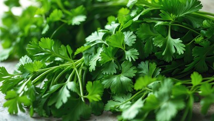 Cilantro or fresh coriander leaves