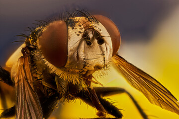 cabeza de mosca en macro extremo a 5X	