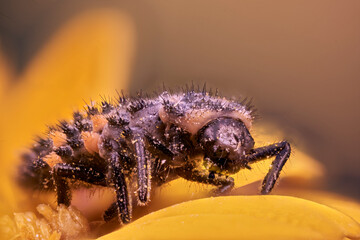 larva de mariquita en macro extremo