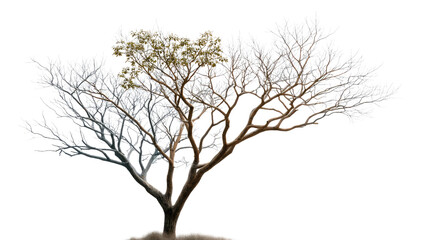 Fototapeta premium Resilient Tree of Life: A solitary tree stands as a symbol of life's duality. Its branches display both the barren stillness of winter and the vibrant renewal of spring.