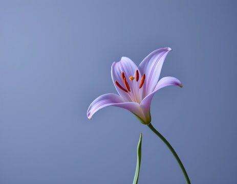 a single purple flower with red anthers and green leaves, standing against a light blue background