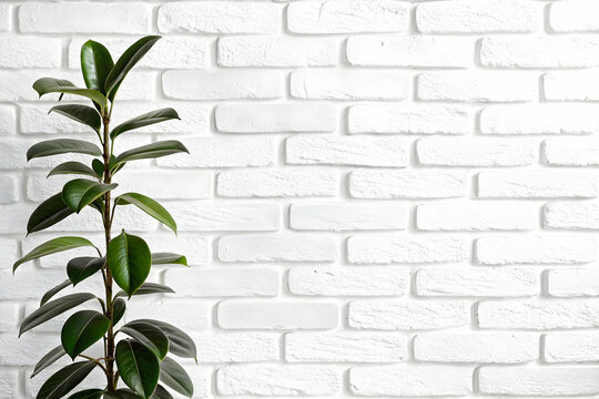Fototapeta Ficus Elastica plant ascending near a textured white brick wall background