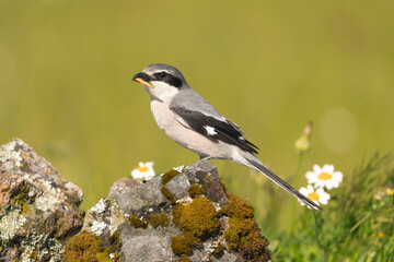 Iberian grey shrike - Lanius meridionalis on stone with catch in beak at green background. Photo from Calera y Chozas in Spain, Toledo Province. Vulnerable specie. Endemic to southwestern Europe.