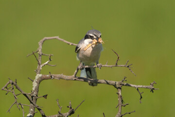 Iberian grey shrike - Lanius meridionalis perched with grasshopper in beak at green background. Photo from Calera y Chozas in Spain, Toledo Province. Vulnerable specie. Endemic to southwestern Europe