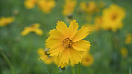 Coreopsis lanceolata flower in the foreground in the garden. Yellow flowers