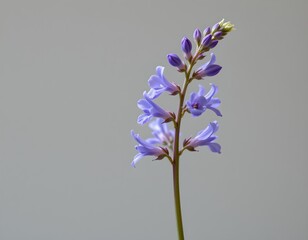 a single flower spike with multiple purple flowers stands upright against a white background