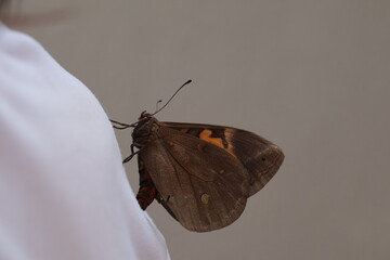 Una toma de cerca de una mariposa de color marron con Amarillo pegada a la camisa blanca de una...