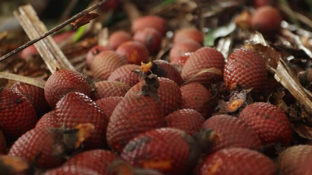 Aguaje, buriti or moriche, an Amazonian super fruit, known for its nutritional properties, harvested by Amazonian communities and used in the food and cosmetics industries.
