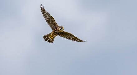Obraz premium Peregrine falcon flying high in the sky avian predator bird of prey wildlife photography nature image on transparent background