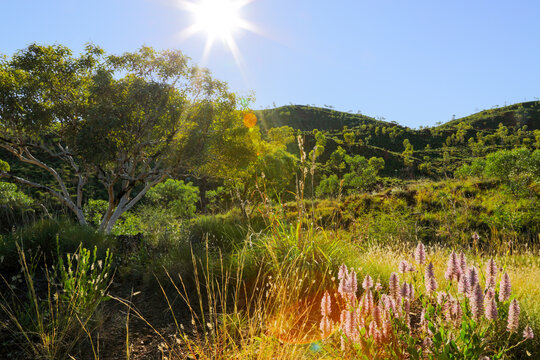 Mulla mulla wildflowers in a Kimberley landscape
