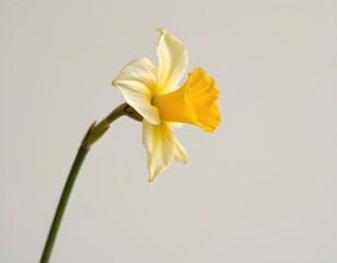 a single yellow daffodil with six petals stands out against a blurred background, creating a clear contrast between the sharpness of the flower in focus and the softness of the surroundings © Nopadol