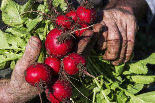 Harvesting radish