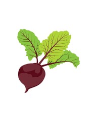 This image is a digital illustration of a beetroot. 
