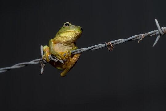 Small Green Tree Frog on barb wire fence