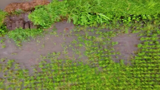 Close-up footage of small carpeting aquarium plants used in aquascaping, highlighting Sagina subulata or Utricularia graminifolia