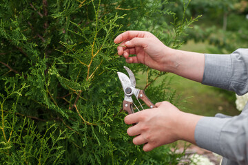 Young woman gardening in a lush vegetable garden and greenhouse. Harvesting tomatoes and carrots,...