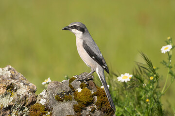 Iberian grey shrike - Lanius meridionalis on stone at green background. Photo from Calera y Chozas in Spain, Toledo Province. Vulnerable specie. Endemic to southwestern Europe.	