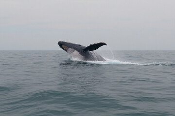 Fototapeta premium Whale breaches the surface of the ocean in an impressive display of strength and grace during a calm day at sea