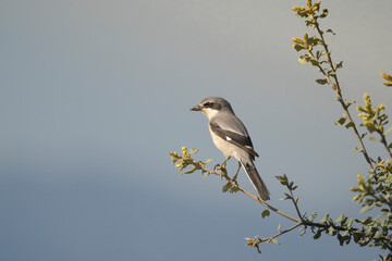 Iberian grey shrike - Lanius meridionalis perched at blue background. Photo from Calera y Chozas in Spain, Toledo Province. Vulnerable specie. Endemic to southwestern Europe.