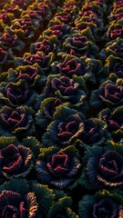 Vibrant Purple Cauliflower Field