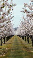 Cherry Blossom Orchard in Spring