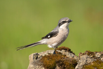 Iberian grey shrike - Lanius meridionalis on stone at green background. Photo from Calera y Chozas in Spain, Toledo Province. Vulnerable specie. Endemic to southwestern Europe.