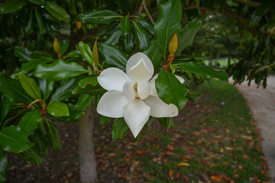 Magnolia virginiana