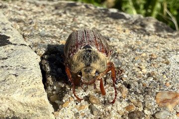 Melolonthinae