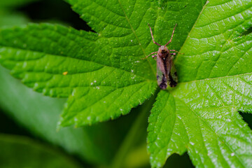 Close observation of insects inhabiting wild plants