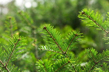  Emerald needles in the spring light.