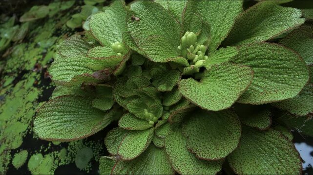 Close up of green water cabbage plant floating on dark water with duckweed nearby in natural lighting creating detailed tropical plants